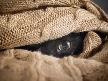 erinfrazier8's tweet photo. @johngreen How your email found me. 

[thank you Humane Society of the Nature Coast for the image] https://t.co/yTcFWin6i6