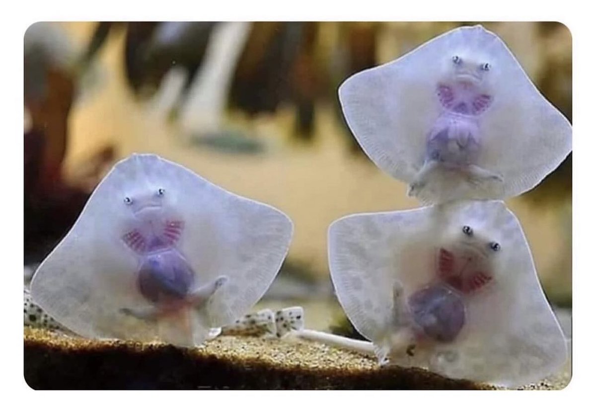 Son mantarrayas bebes que parecen mini aliens atrapados en raviolis