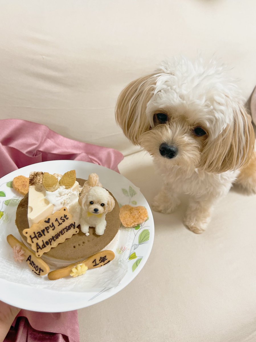 かわいい我が家の天使ちゃんが
家族になって1年記念日だから
ケーキでお祝いしたよ🐶💗

#Adoptaversary