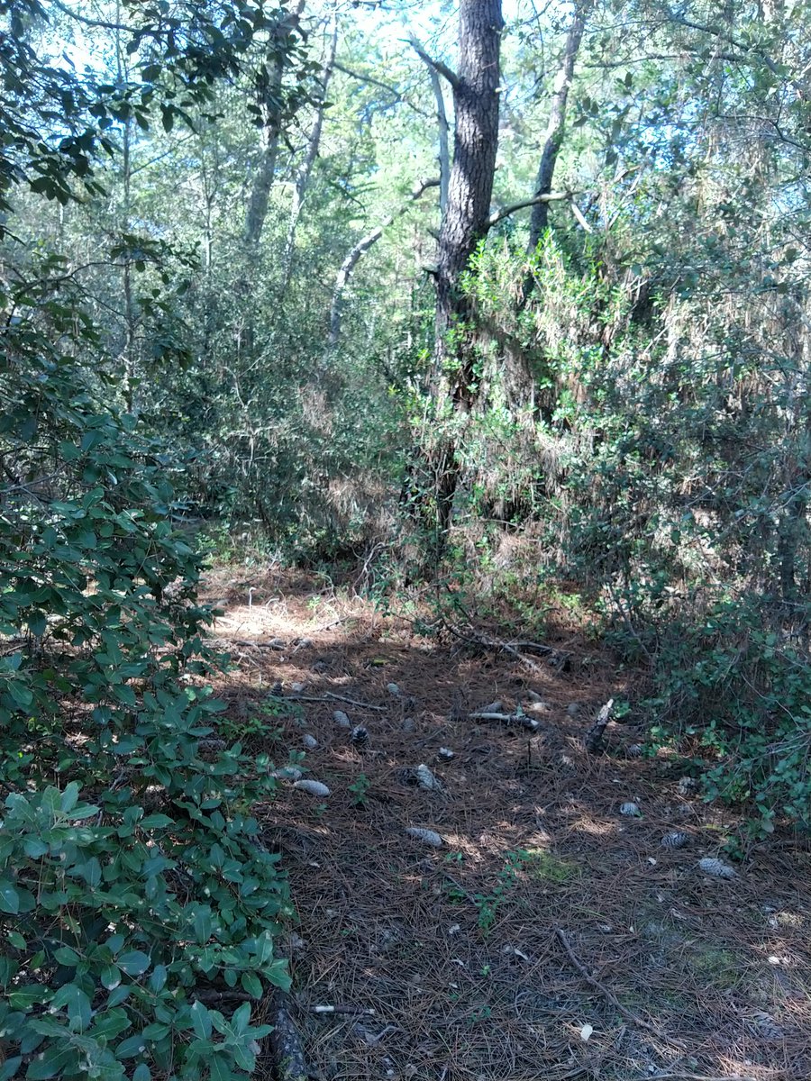chris40851's tweet photo. #Balade #forêt hier apm ....
#Pignada vendéen https://t.co/k79QjFRHnP
