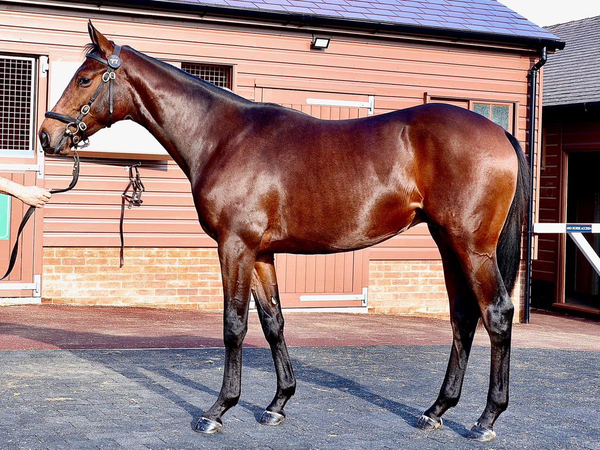 Newtown Stud tweet media