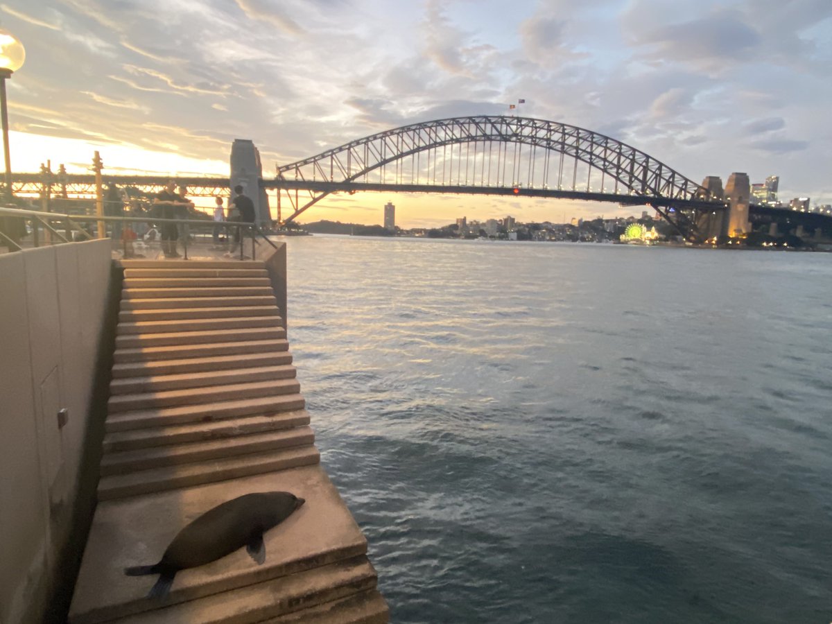 G’day from Benny, the @SydOperaHouse resident fur seal 🦭