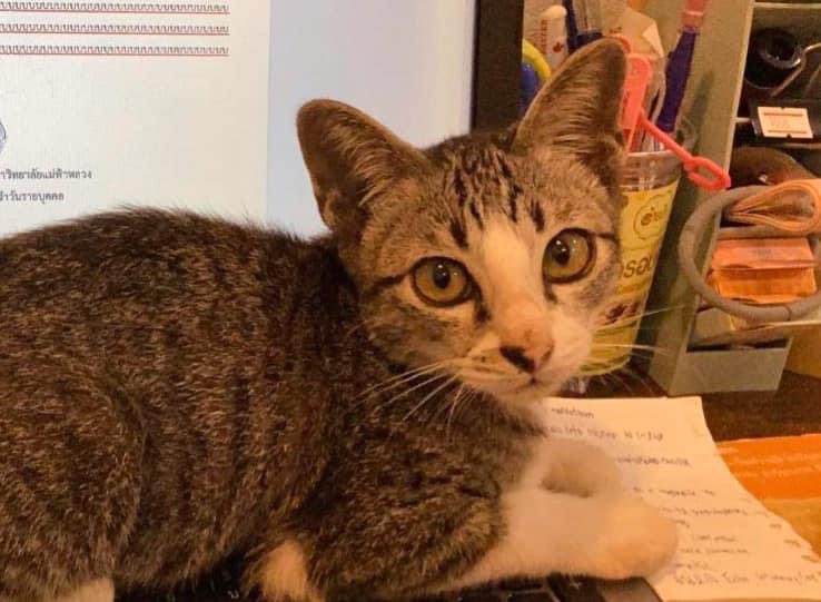 PAKBUNG_PAKBUNG's tweet photo. @findcatshome 

#หาผู้อุปการะ ให้น้องแมวค่ะ 
อายุ2-3เดือน เพศผู้ค่ะ หาคนที่รักน้องจริงๆ
มีกระบะทรายแมว, โฟมอาบน้ำแบบแห้งและจานอาหารให้ค่ะ 
จังหวัดเชียงรายค่ะ 
ขอบคุณค่ะ 🥺🥺🥺 https://t.co/NoQmxdfbVZ