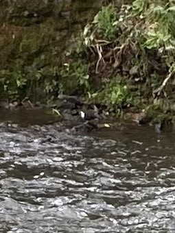 Dipper (for the sharp eyed: iPhone shot!) at Culmstock this morning. @somersetbirds