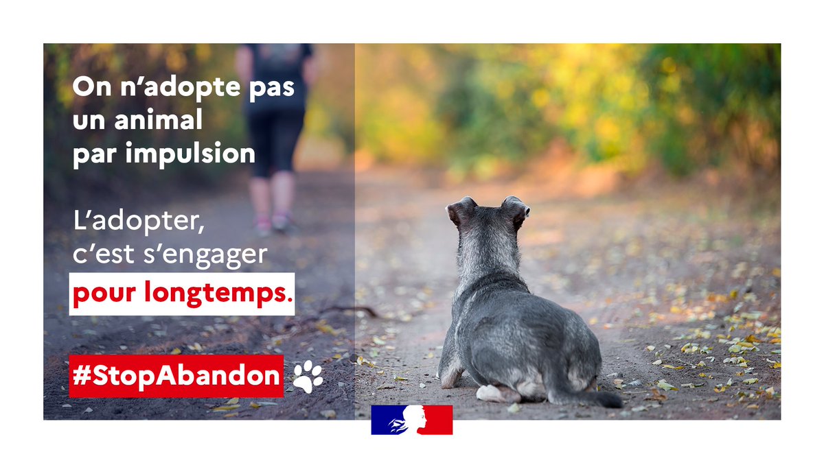 Prefet83's tweet photo. #StopAbandon I 🐶 🐱 Près de 100 000 animaux domestiques sont abandonnés chaque année en France.
L'abandon est considéré comme un acte de maltraitance, puni par la loi  : 
3️⃣ ans de prison
💶 45 000 € d'amende
➕ d'infos 👉 https://t.co/2XKQuZ1OZd https://t.co/zDA0OwU5cS
