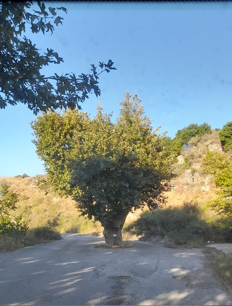 skipper_van's tweet photo. @gadventures Tree in the middle of a road. Create Greece https://t.co/5enGZfLdSS