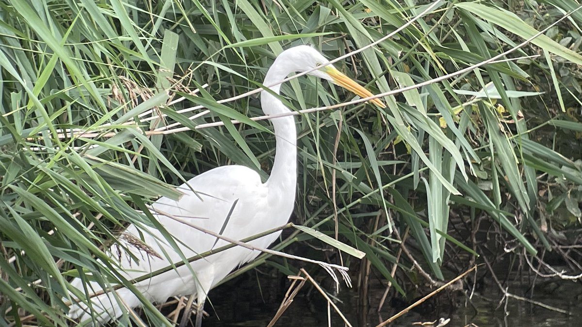 SHummerstone's tweet photo. Great egret showing nice at the gadwall hide @RSPBRyeMeads @GinaKitchenham https://t.co/9tqVnDdIEx