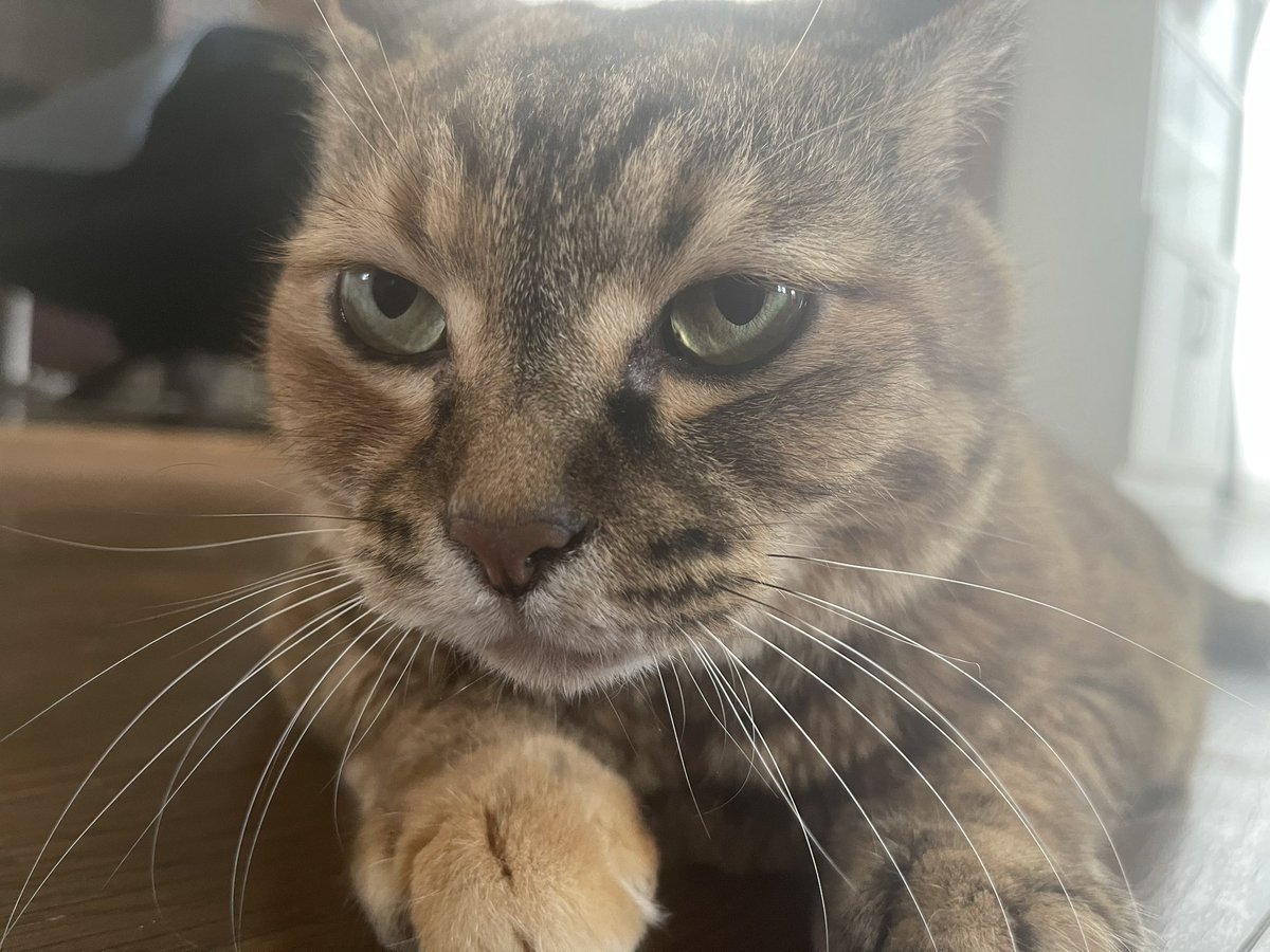 cod238's tweet image. うちのデブ猫。

良い歳なんだから痩せなさい。笑
上から見たらツチノコみたい。笑