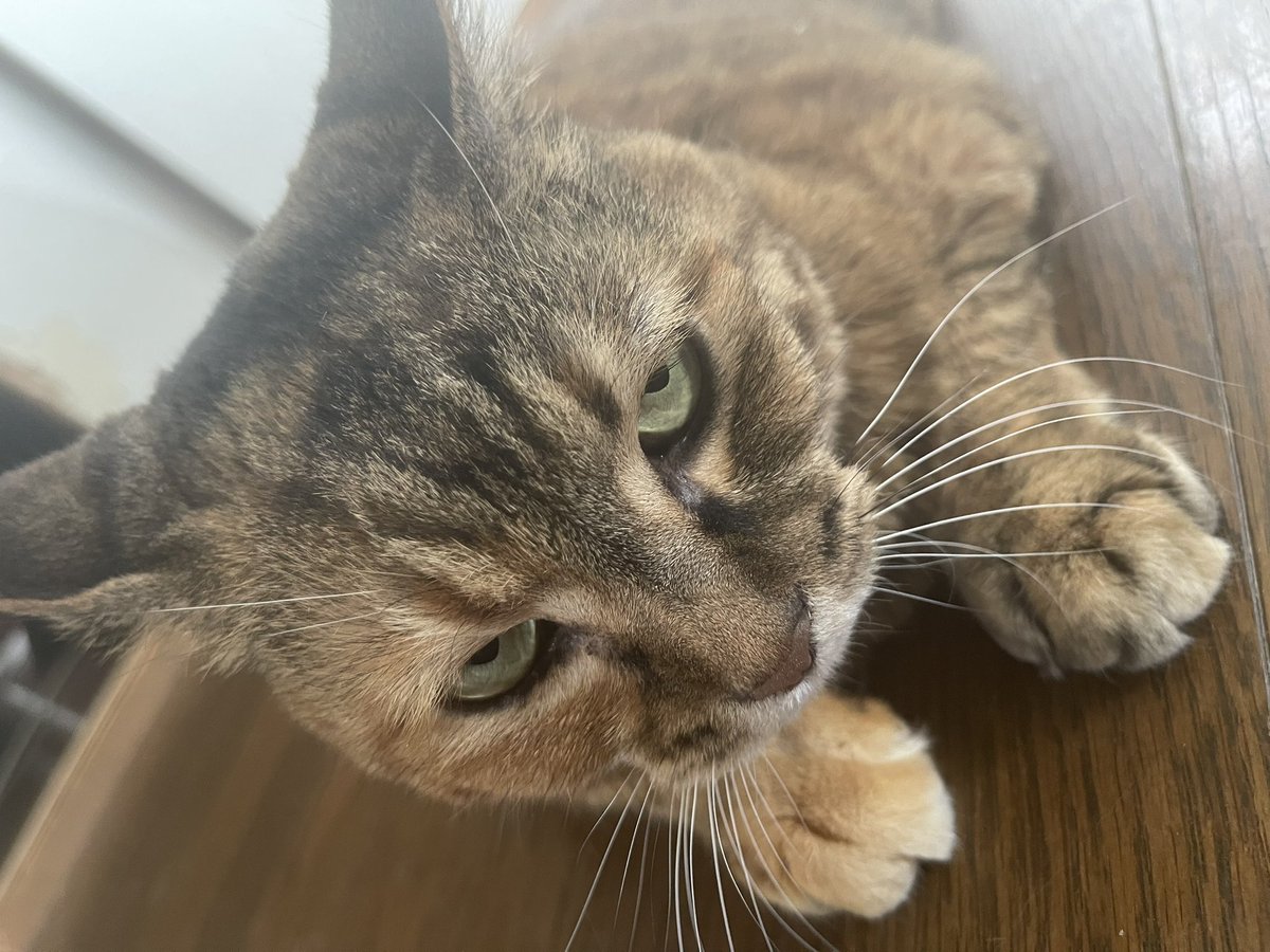 cod238's tweet image. うちのデブ猫。

良い歳なんだから痩せなさい。笑
上から見たらツチノコみたい。笑