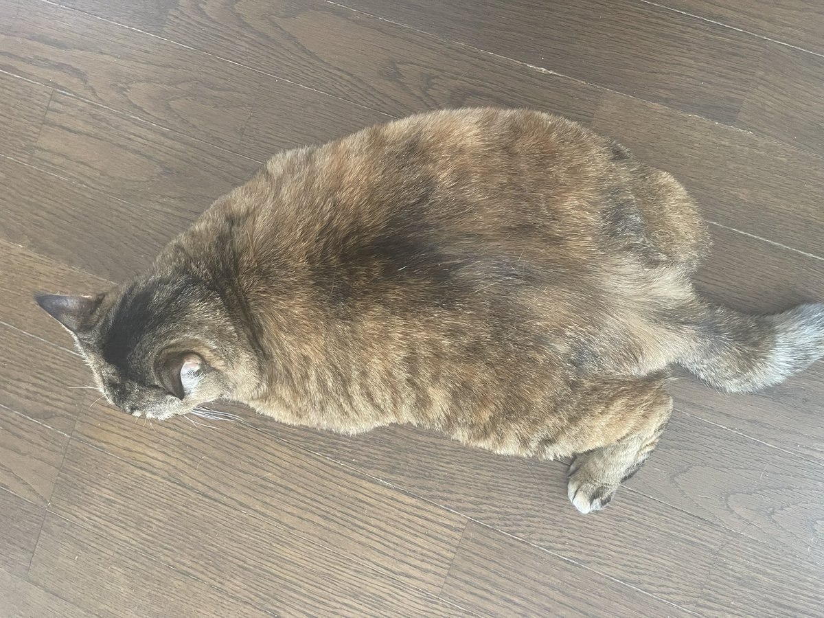 cod238's tweet image. うちのデブ猫。

良い歳なんだから痩せなさい。笑
上から見たらツチノコみたい。笑