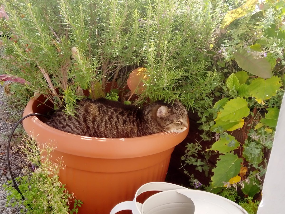 Today is a very sad day. It's shadys 16th birthday and it would be her day to Join the #SuperSeniorCatsClub. 
She passed away last April and it hurts as if it had been yesterday. She is since resting in her favourite spot in the rosemary. 🩶🖤🌈
