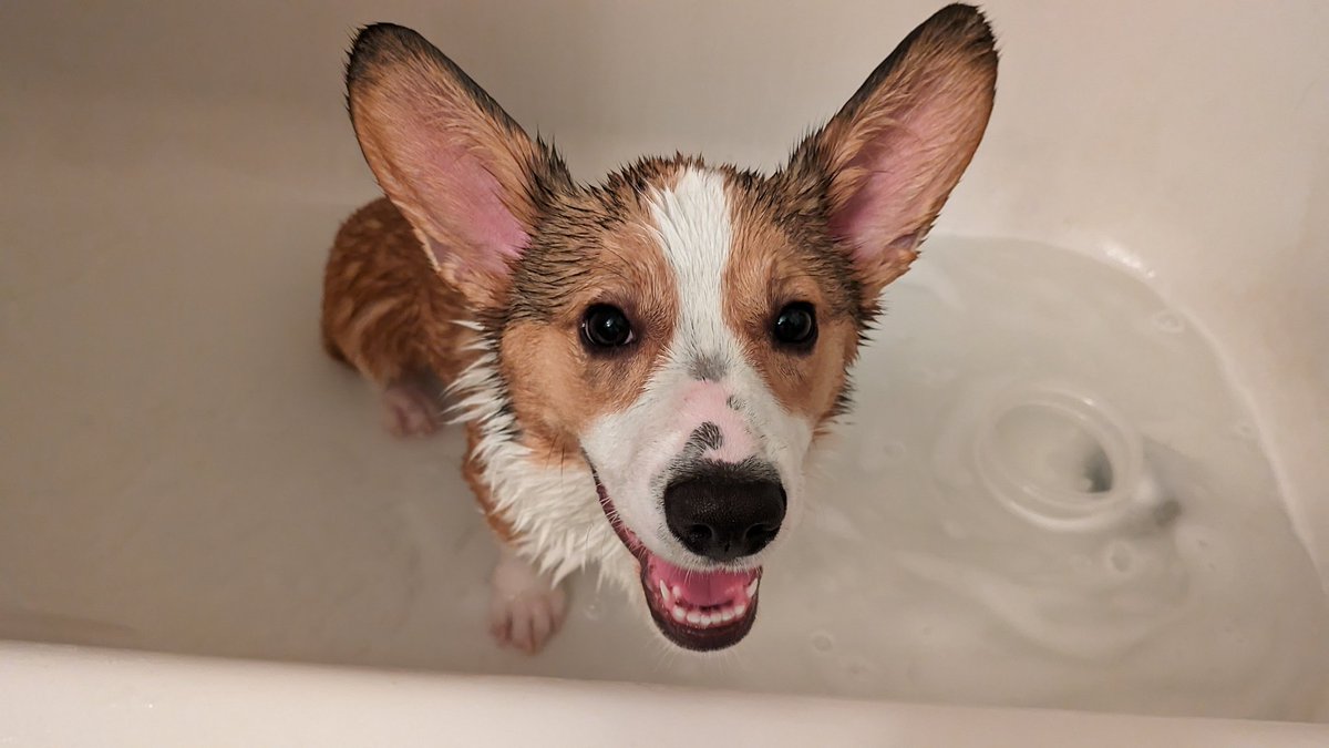 Kyanilis's tweet photo. Bath time. https://t.co/Tjc7wXhGsj