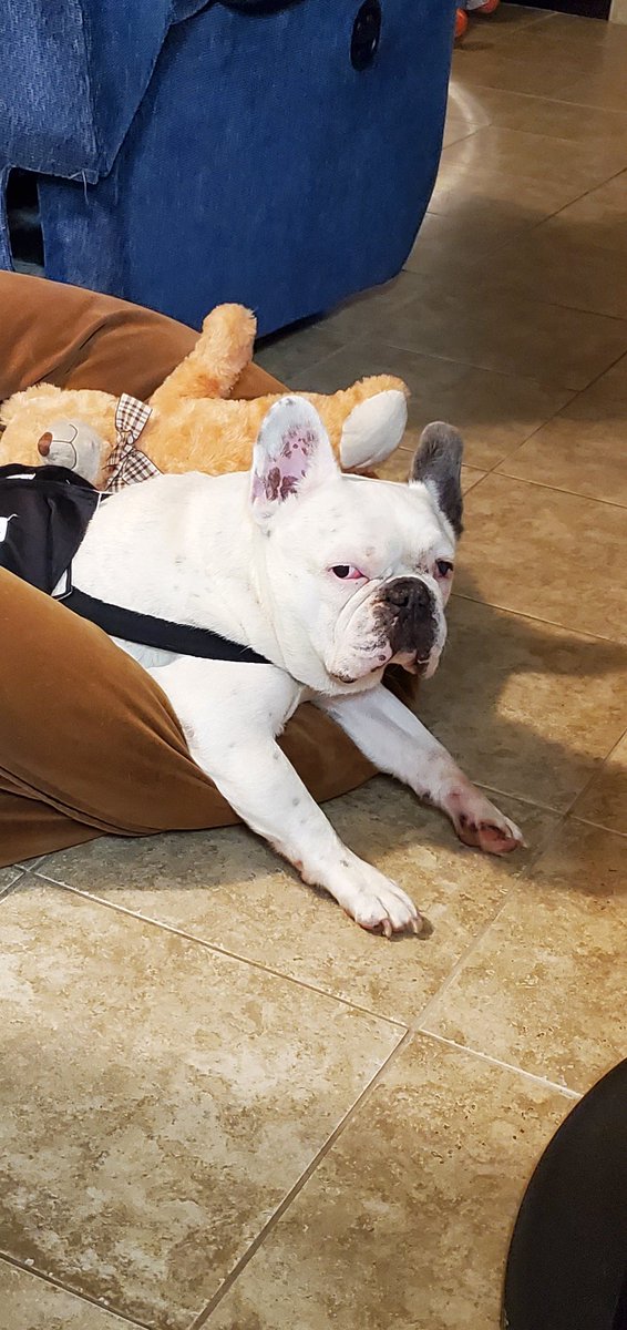 his pronouns are he/ham