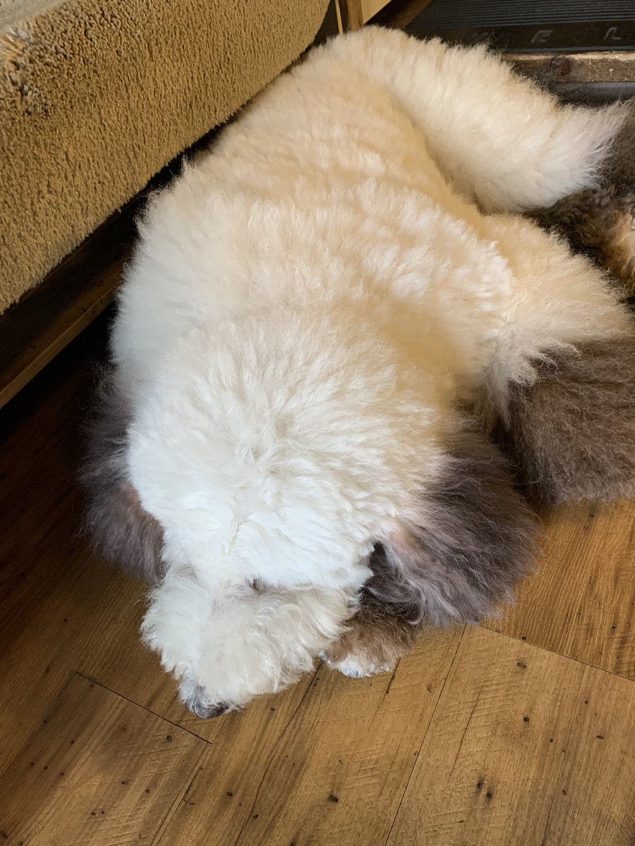 mogwai_camp's tweet photo. 今日はのんびりカフェランチしてきちゃった😍
看板犬が可愛いワン🐶
#清田
#gcafe https://t.co/TKTs7R2jgS