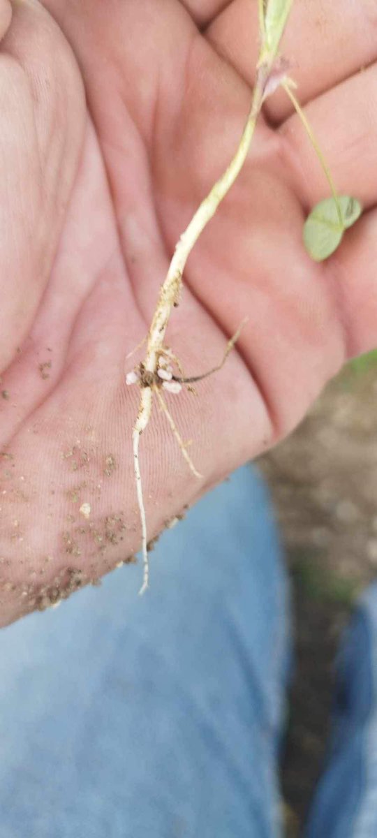 Semée le 21 août, cette luzerne (2 variétés) ravira sans nul doute les bovins de Jean Michel et Philippe l’année prochaine et permettra, une nouvelle fois, d’améliorer l’autonomie protéique de l’élevage.