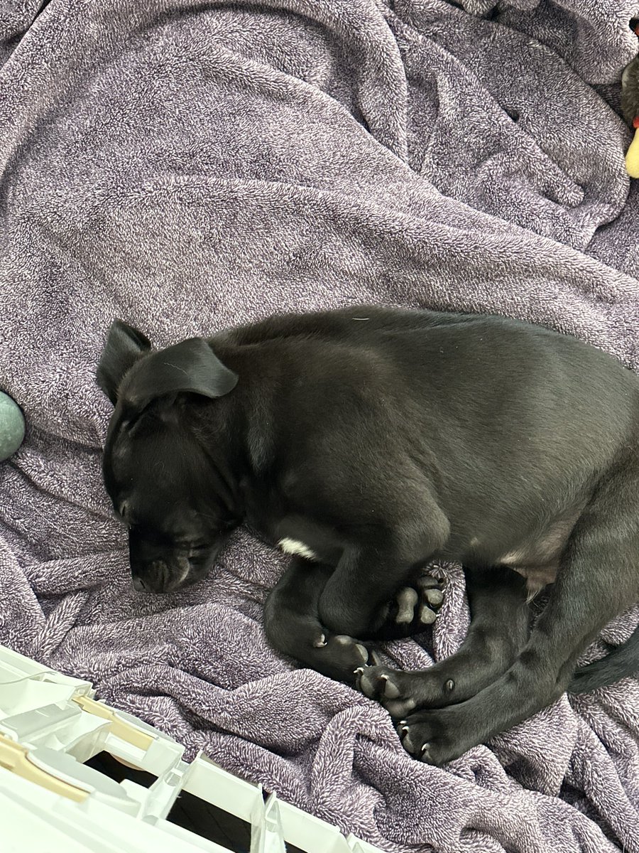Dylan_Statham's tweet photo. Baby Bentley was hit by a car last night, and is fighting for his life. If you guys can’t donate, PLS SHARE, and get the word out. He’s such a good boy. 🩵🥺

https://t.co/5Qa0sVuY2e https://t.co/Zij51fGsII