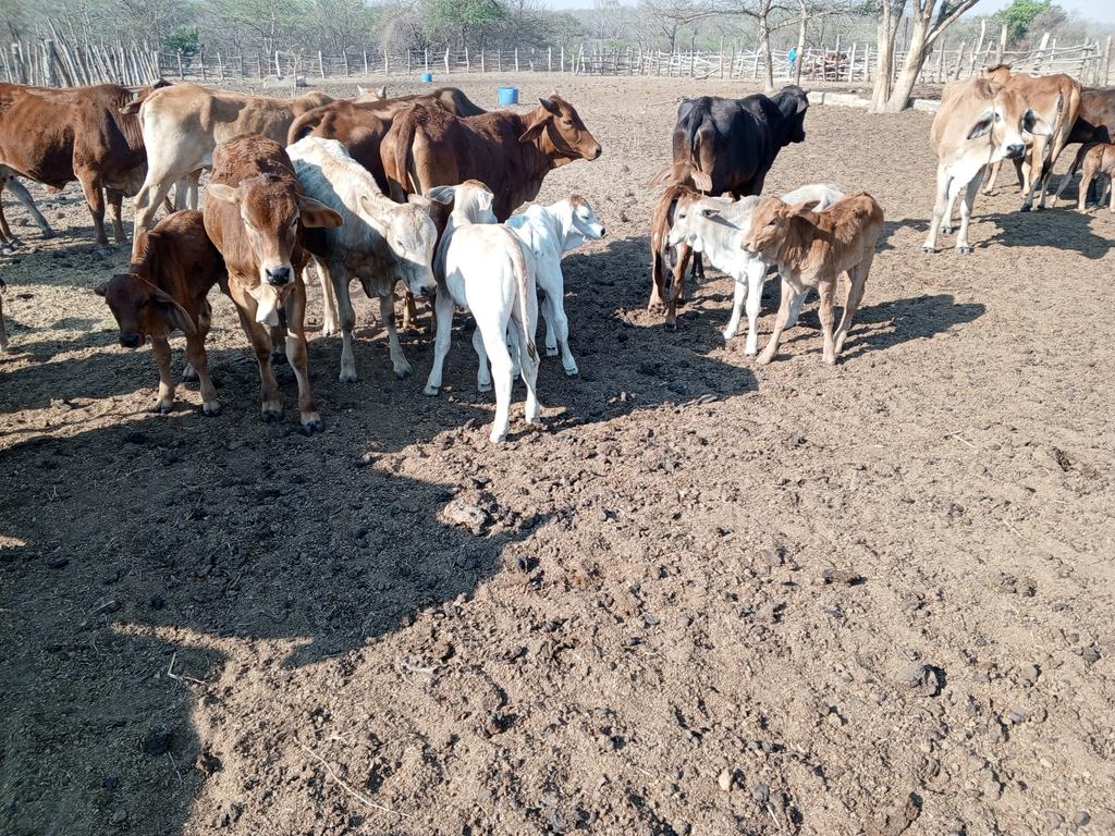 NdorimaFarms's tweet photo. September babies https://t.co/GR8ilNGZpl