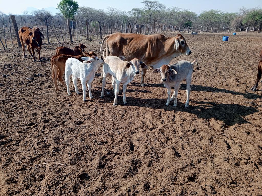 NdorimaFarms's tweet photo. September babies https://t.co/GR8ilNGZpl