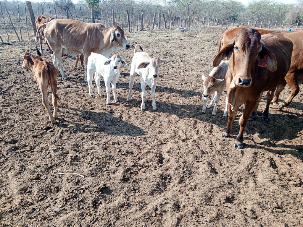 NdorimaFarms's tweet photo. September babies https://t.co/GR8ilNGZpl
