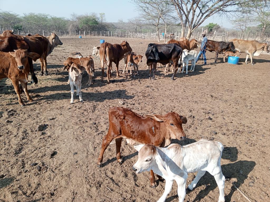 NdorimaFarms's tweet photo. September babies https://t.co/GR8ilNGZpl