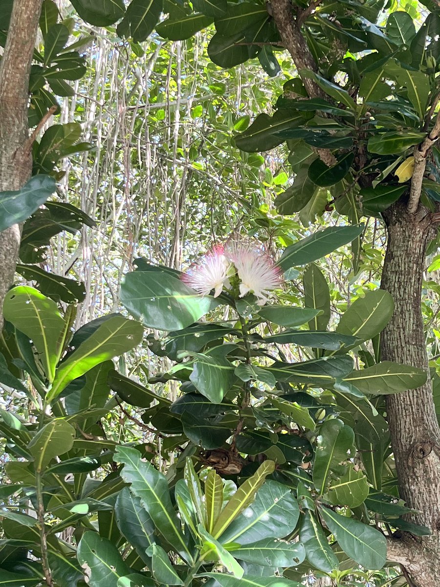 _Laura_GomDe's tweet photo. First PhD fieldseason🌴 comparing pollination networks 🐝🌸 across habitats in Fregate Island within the #IslandLife project with @alba_costa_ https://t.co/lLLWEgaSUB