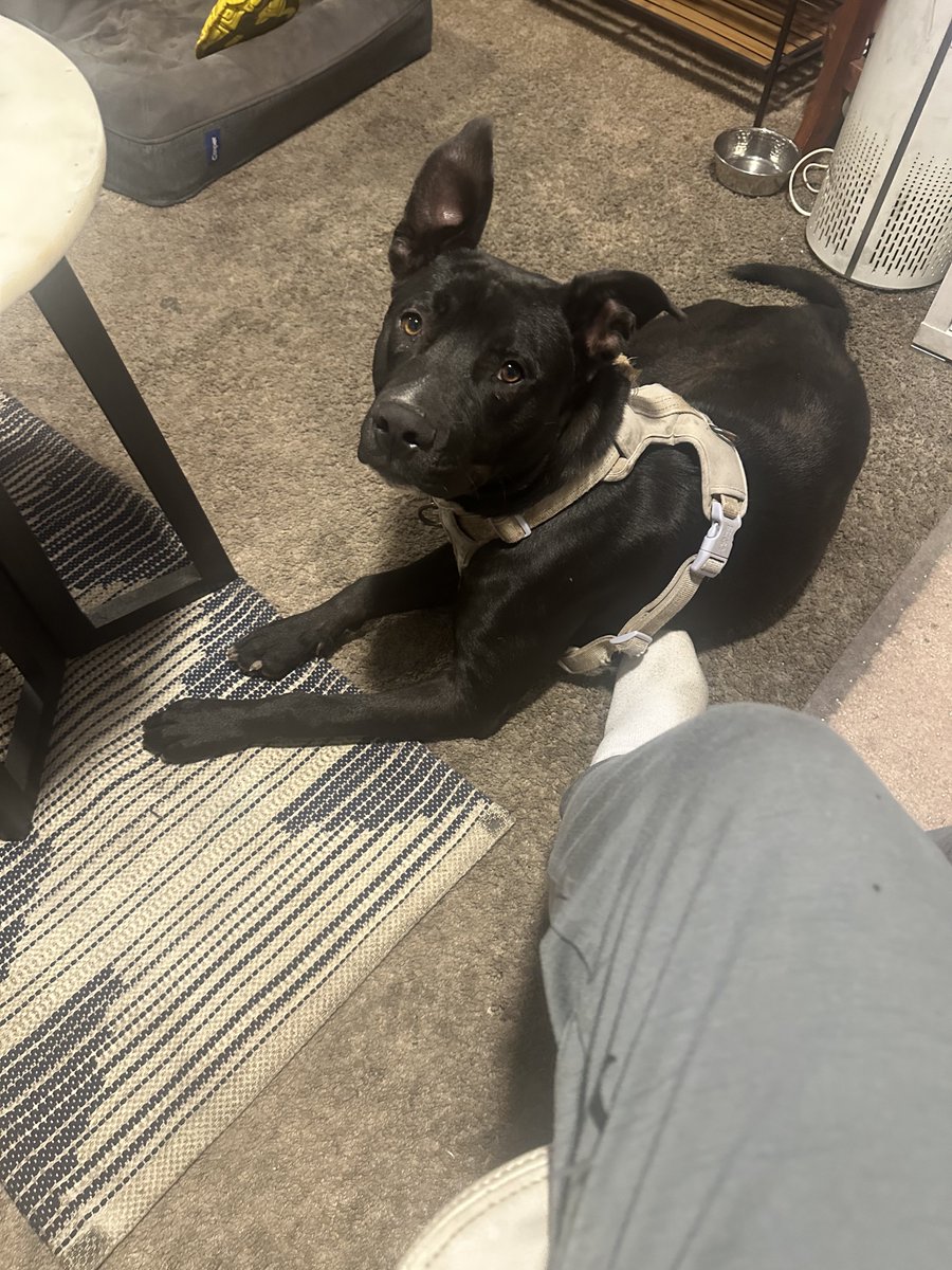 Portland area folks, I have a very special puppy in need of a loving home! Shadow, the pup I rescued not too long ago, is looking for a forever family. “Rescued” meaning he was living on the streets with no resources. But we did not expect nor plan to be his forever home and