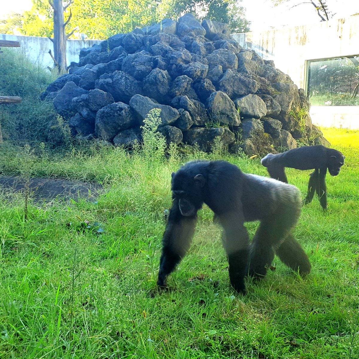 今日はパンくんの誕生日🎂 22歳になりました❗️ 凛々しくなってきまし