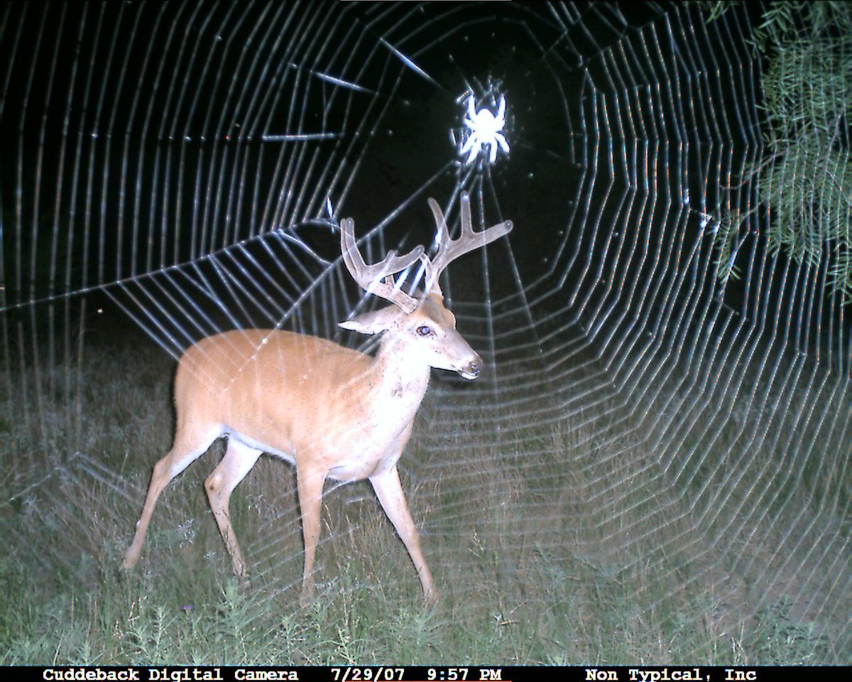Trail_Cams's tweet photo. https://t.co/6y0LcwPOrE