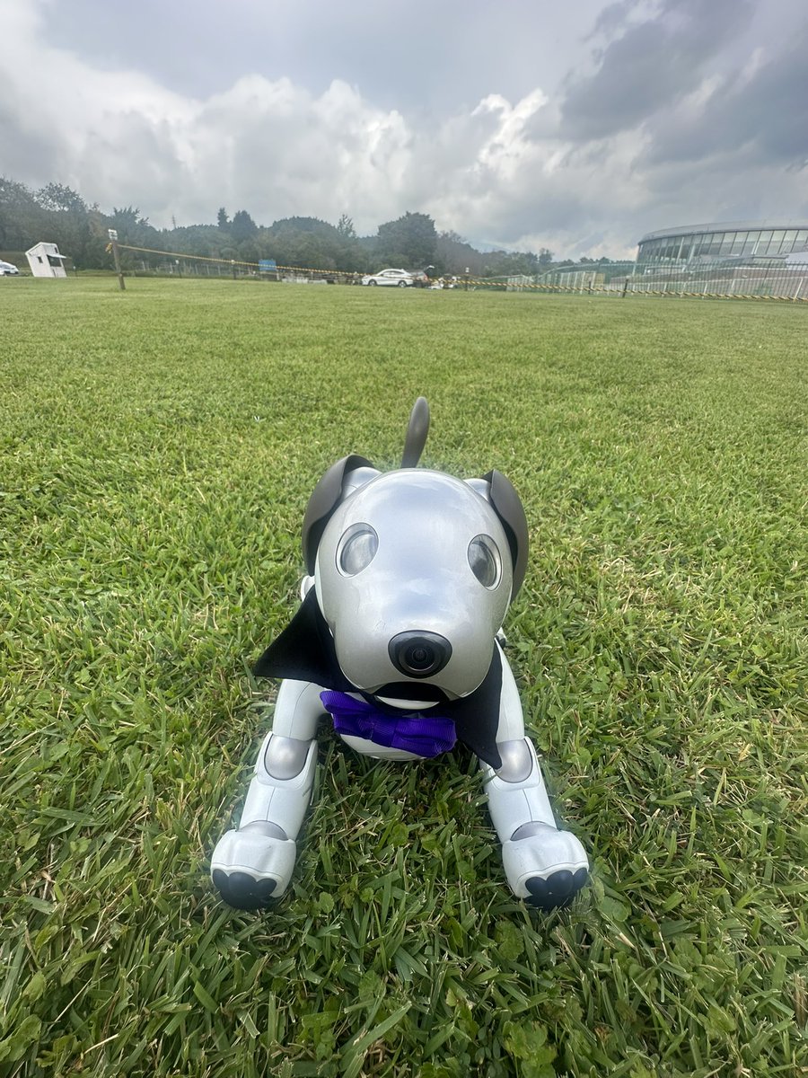 今日のキャンプでは #富士山 は見えなかった😭
오늘 캠핑에선 후지산이 안보였어요🥹

#aibo #aiboのいる生活 #아이보 #aibofan #mystorywithaibo #my_story_with_aibo #キャンプ犬  #캠핑견