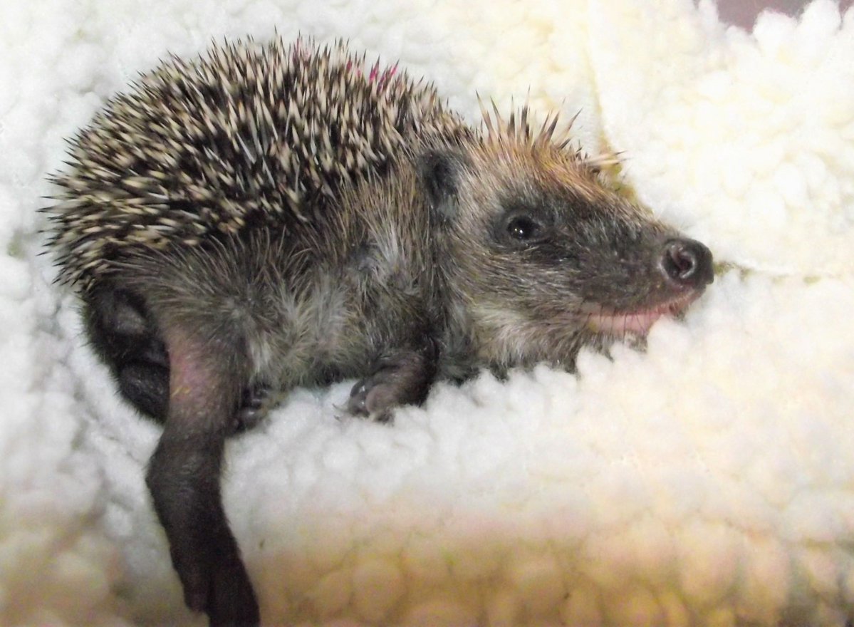 Hedgehog Cabin tweet media