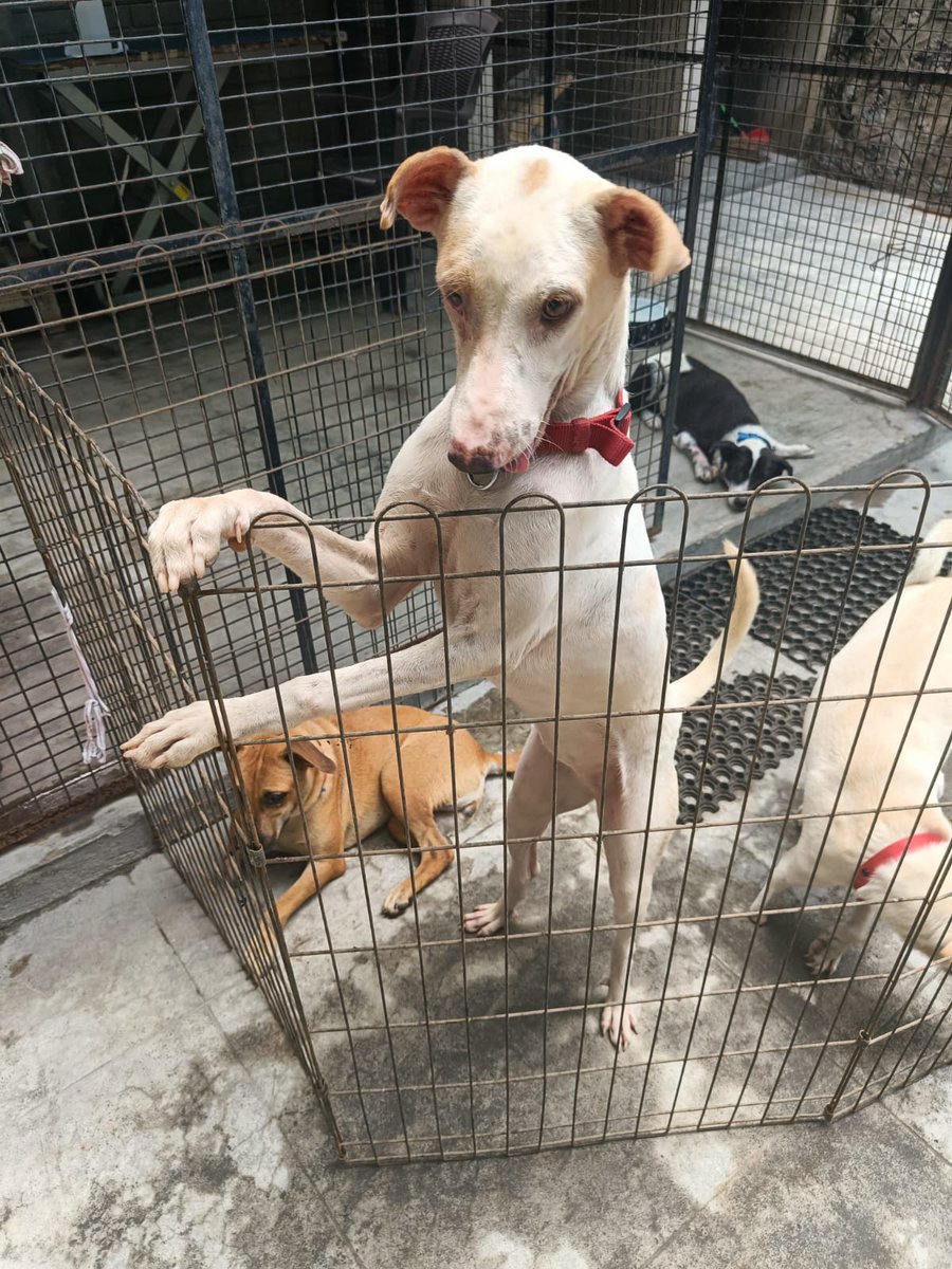 Meet these lovely beings at the #SirukooduPetAdoptionDrive happening right now at #BMAD! 🐕🐾 Gift them a home 🏡 ➡️ SMI.lnk.to/SiruKoodu @DarbukaSiva @Being_Prod @RaghunathMeetha @MallikaArjunDOP @aaditmaran @AsalKolaar @SukanyaSinger @iamKarthikNetha #Home #Peace