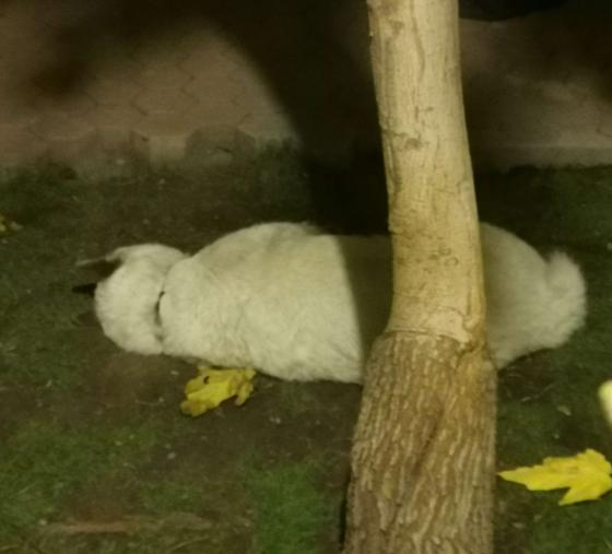 Este Jalianitos iSports no salió taaan bien como otros, empezando por el final del stream JASJA
Pero dentro de lo que cabe espero que lo hayan disfrutado 🫶 Los tqm ❤️🌙
Y muchas gracias a <a href="/MonkiVerses/">MonkiVerses Team 🦍</a> por el evento de minecraft, me encantó! :D