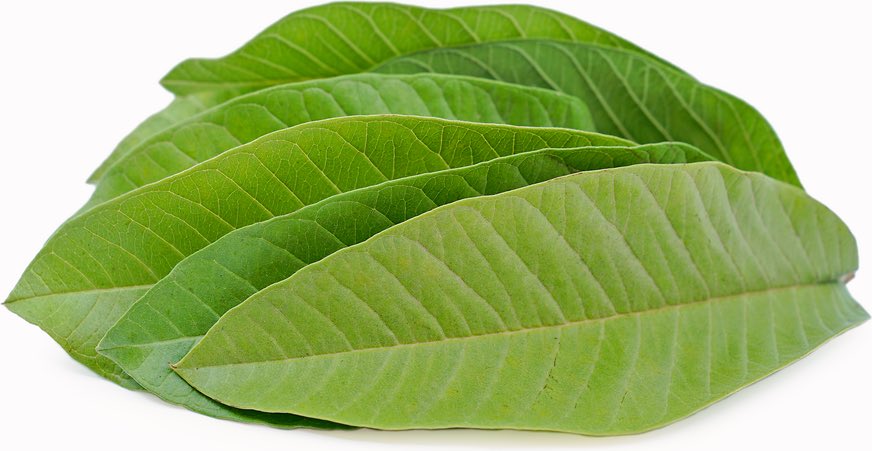 HerbalistChief's tweet photo. Guava leaves treats 

🌿Premature ejaculation
🌿Diarrhoea 
🌿Diabetes 
🌿Hypertension 
🌿Blur vision
🌿Cough
🌿Stomach ulcer
🌿Painful menstruation
🌿Low sperm count 

Boil the leaves with water and take four tablespoons three times daily. Nature heals. 

#BackToEden https://t.co/n5sVfFyMW8