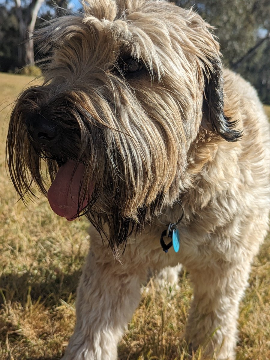 OberonWheaten's tweet photo. Look at the grass pals. I don't visit the park for 2 weeks and now all the grass is crunchy.
#eek #earlyFireSeason #SkippedSpring https://t.co/uQSE3m2IdI