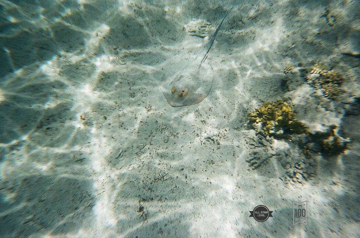 TOP 100 - Under The Water - 91 su 1498

#gurushots #photo #photography
#redsea #fish #lovenature #FOTO #fotografia #mare #amolanatura.