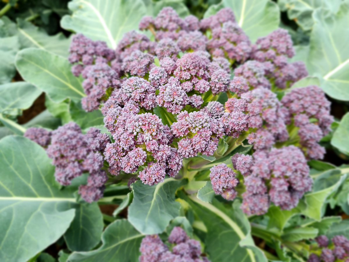 GrowMad Vegetable Variety of the Week - Sprouting Broccoli 'Burgundy' bred by <a href="/Elsomsseeds/">Elsoms Seeds</a> Sow April-June and harvest from late summer through autumn. Also, if you're quick, sow NOW for late spring harvest. Use oversized modules and overwinter under glass for planting out in