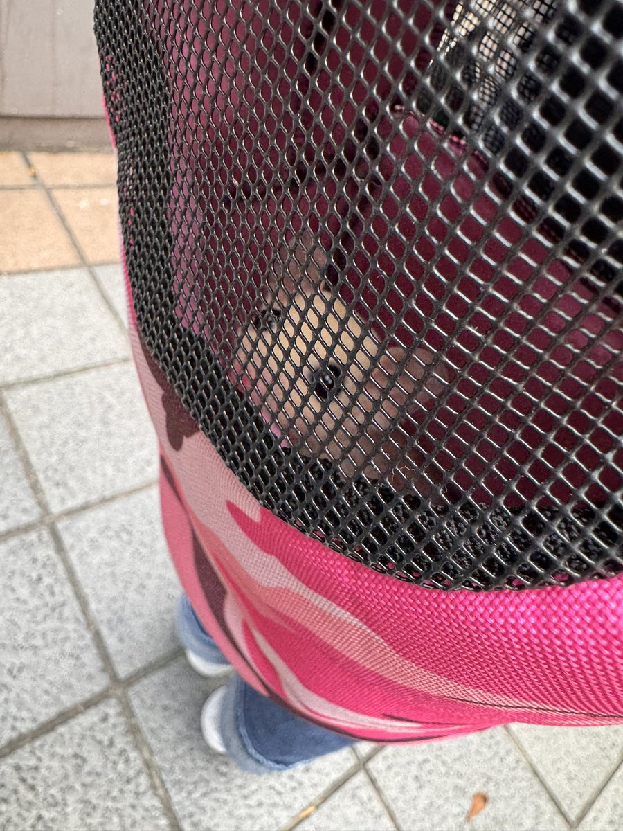 ballpython0822's tweet image. ずっと欲しがってたから😅