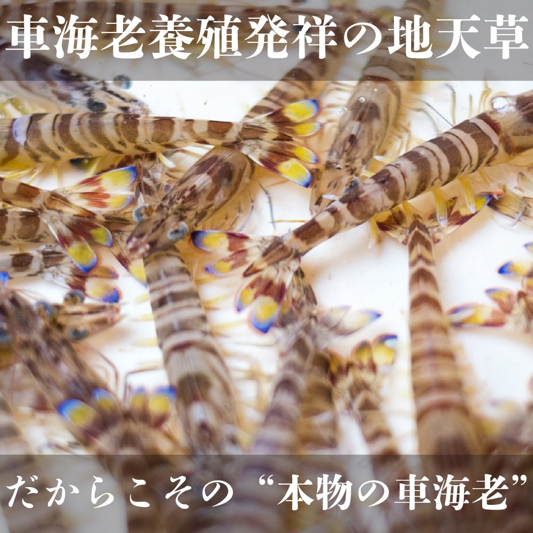 【活き車海老🦐販売再開】
お待たせしました！
涼しくなってきましたので、活き車海老の販売を再開しました。ぜひご利用くださいませ！

123amakusa.com
#熊本県天草
#天草特産品ショップ
#活き車海老