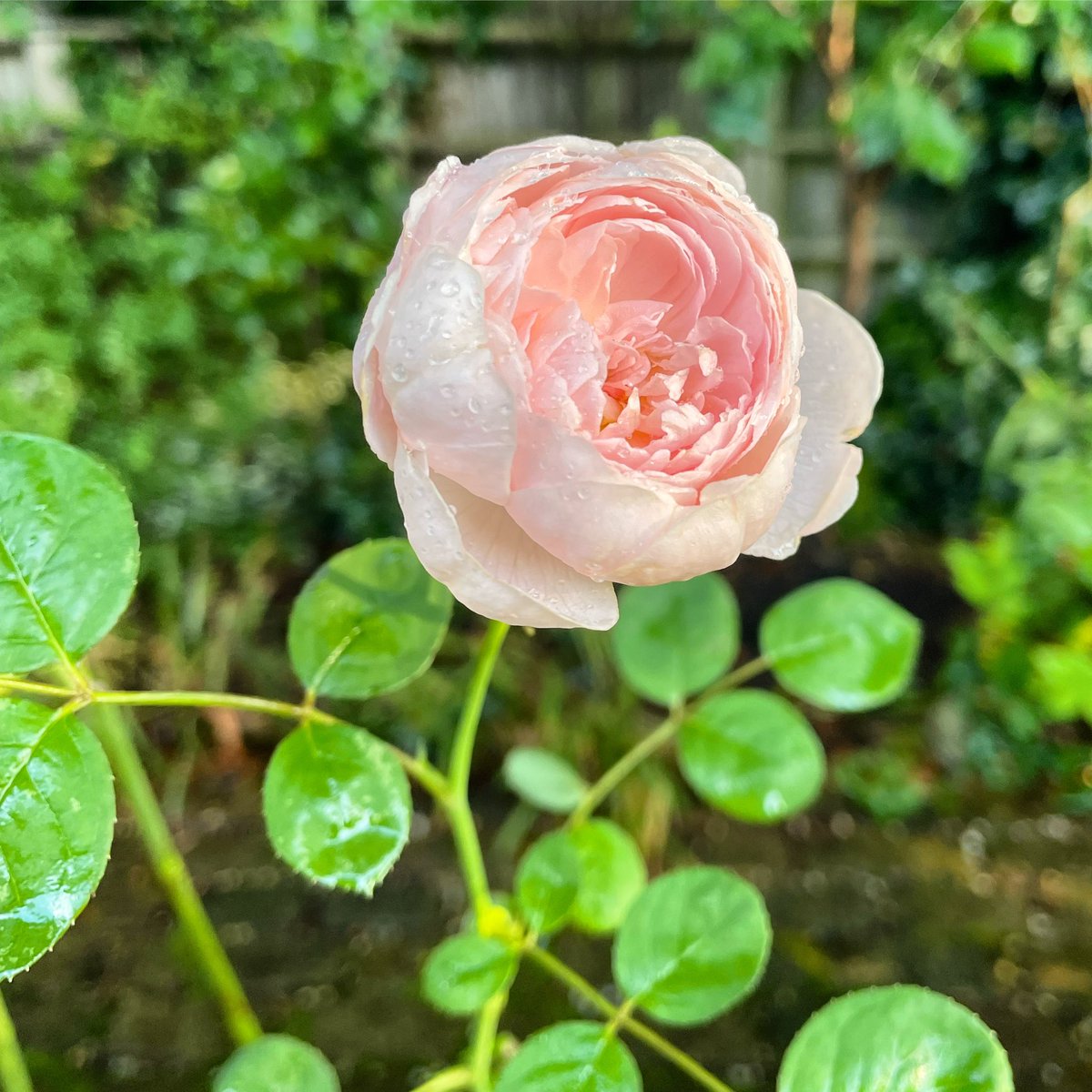 Stifyn1's tweet photo. Paper roses #tlws #paperroses #garden #naturephotography #pinchpunchfirstofthemonth #firstofthemonth #october #autumn #sunday #weekend https://t.co/rR0wwx3jHX