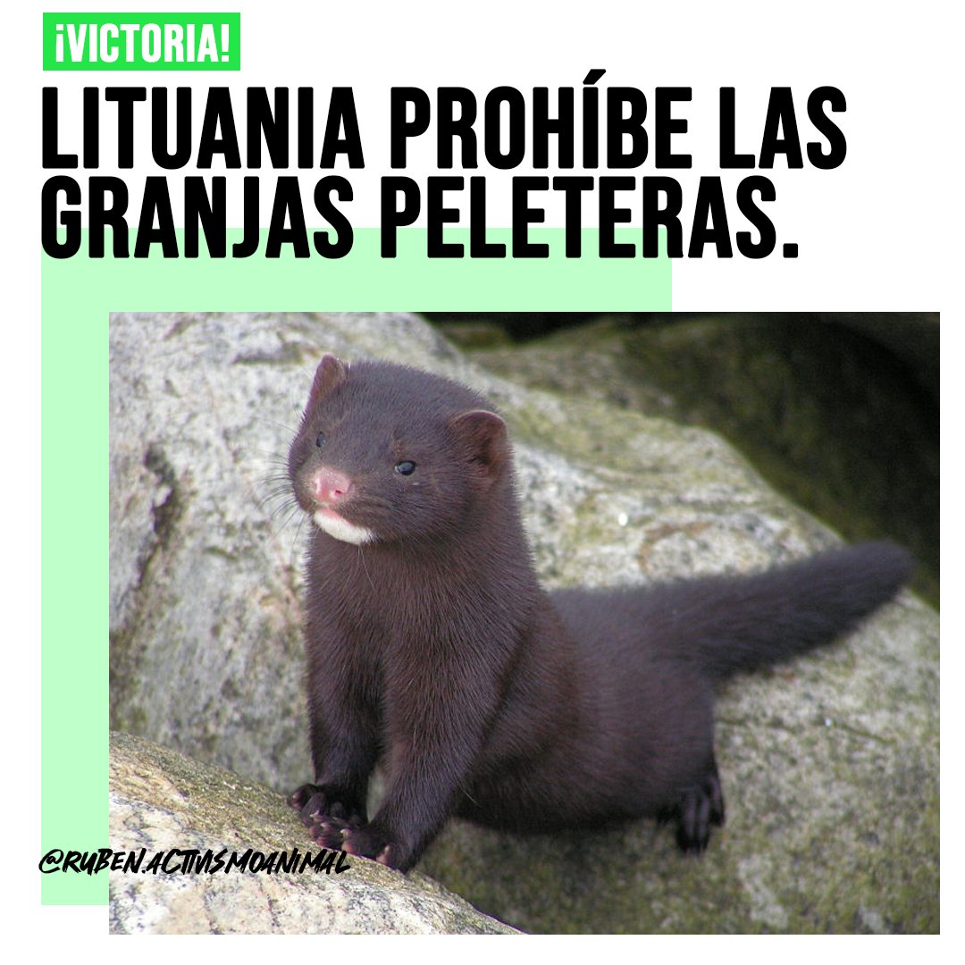 ruben_prz's tweet photo. ¡Buenos días!

Otro importante avance, con #Lituania🇱🇹 prohibiendo las granjas peleteras, medida que salvará a cerca de 1M de animales. https://t.co/zNOWty2g5N