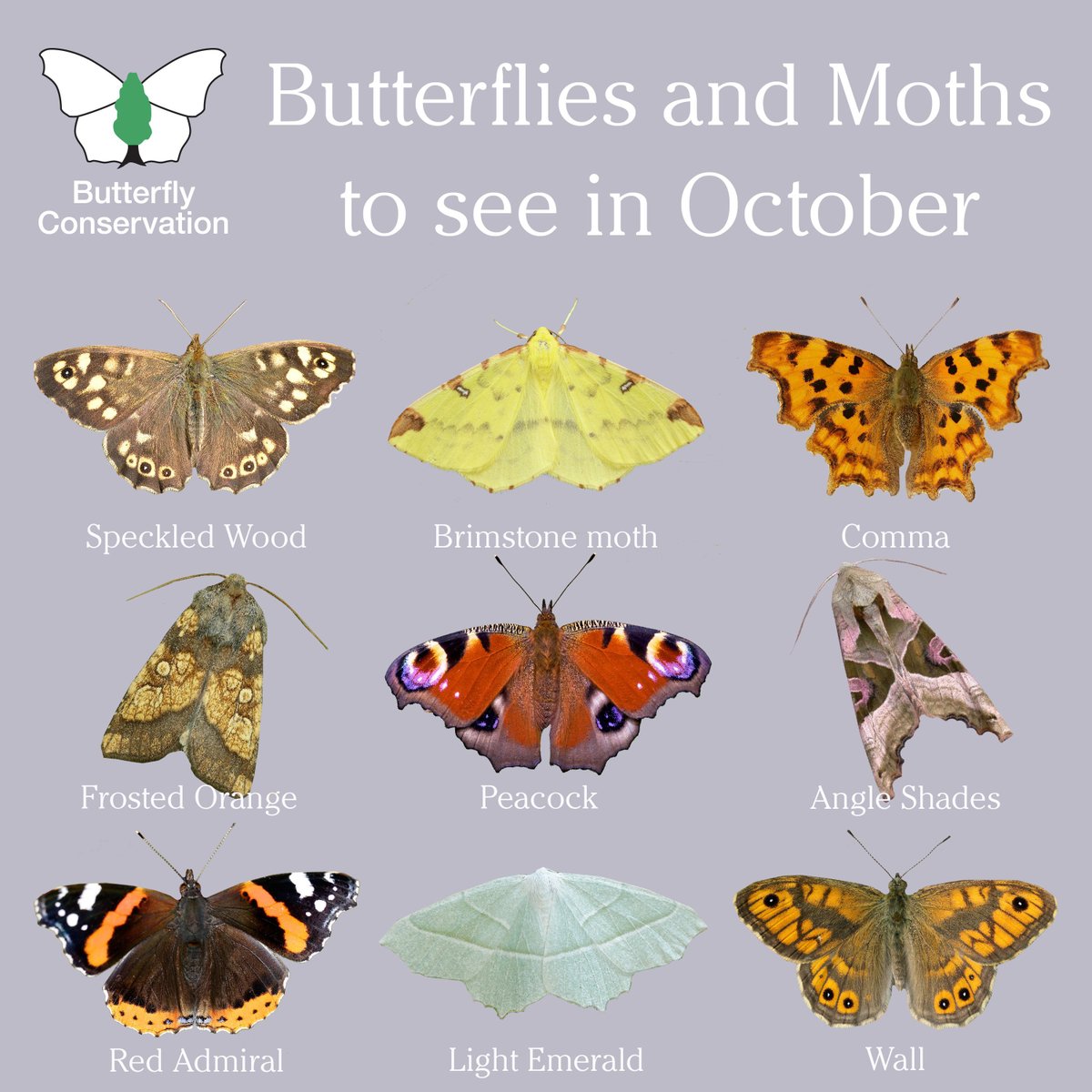 As we head into Autumn, there are still plenty of butterflies and moths to spot in your gardens and local green spaces! 🍂🦋

Discover how you can help more of these amazing species to thrive by creating a Wild Space 👉 wild-spaces.co.uk

#SaveButterflies #MothsMatter