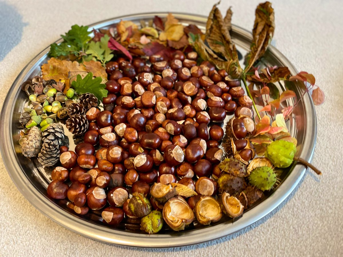 E got the class pet this weekend and he joined us on our Autumn walk to collect some treasures for her school. My favourite time of the year. 🍁🍂🎃 
We filled our mirrored tray from <a href="/cosydirect/">Cosy Direct</a> with her finds.