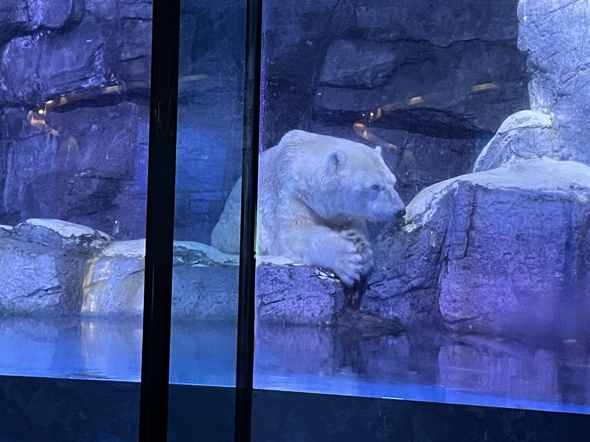 gkf05's tweet photo. 時代はクマなんだよね🐻‍❄️ #八景島シーパラダイス https://t.co/0LLrNEu9ct