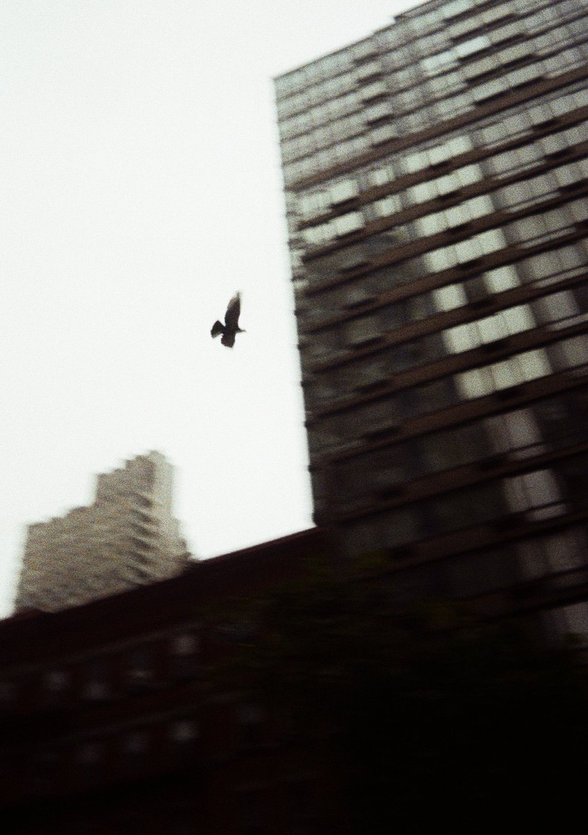 Modoshoot's tweet image. Rainy day in NYC

📷 Kodak Ektar H35
🎞️ Fujifilm 200

Manhattan | September 23’

#Kodak #fujifilm #35mm #35mmfilm #streetphotography #nyc #newyork #rain