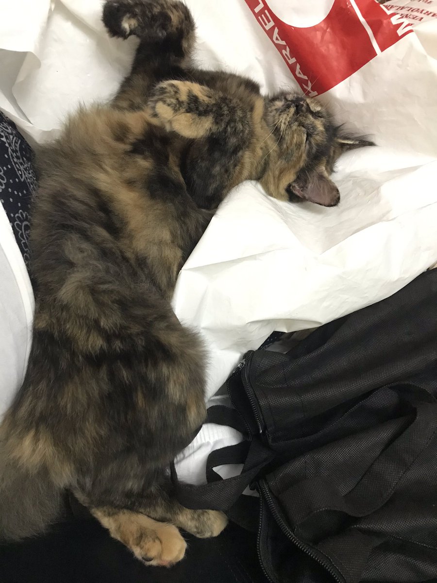 Günaydınnn çiçek böcek, günaydınnn  uyanıp kalkamayalar, günaydın poşetleri karıştırıp oracıkta sızanlar, günaydınnn KALBİ güzel olanlar size de günaydın 🥰🌈❤️🦋🎊🎈🧿🎉