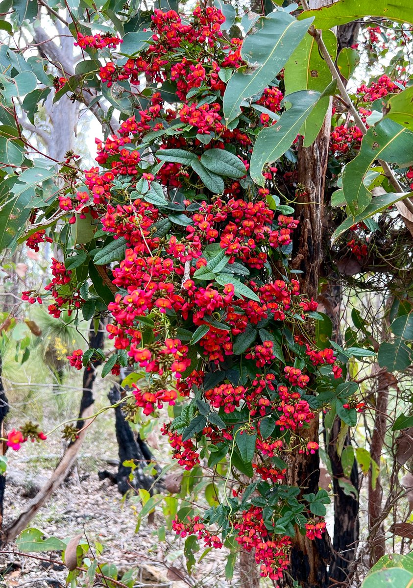 KathrynSelmes's tweet photo. There's nothing subtle about Kennedia coccinea #WAFlora #WildOz https://t.co/Gjz2DxkLTD