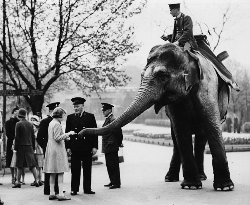 Londra Hayvanat Bahçesi'ndeki hayvanlar Bedfordshire'daki Whipsnade Hayvanat Bahçesi'ne tahliye ediliyor. Tahliye edilen 3 fil ve 3 dev panda bugün trenle geldi.