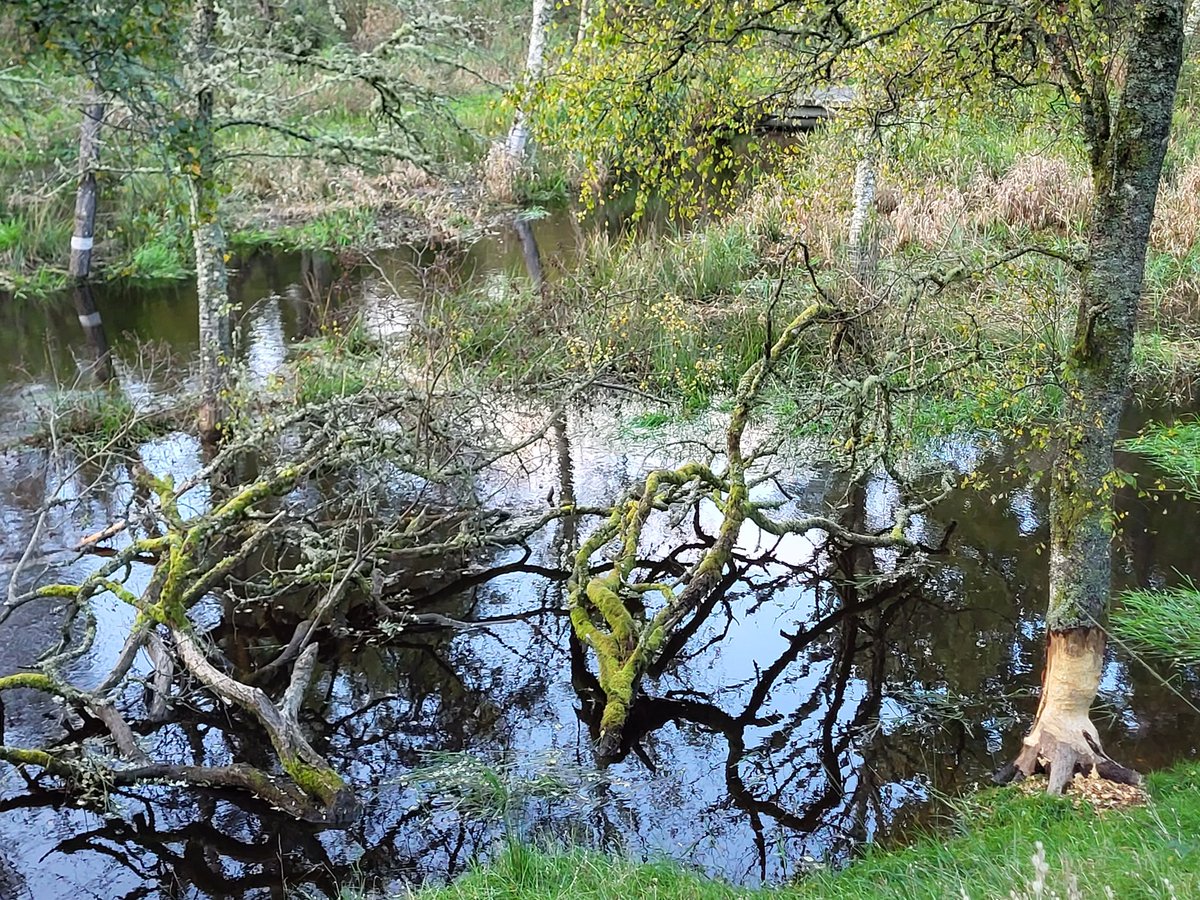 IrishRainforest's tweet photo. Last week in Scotland I saw first hand the **radical** effect beavers have on a river.

By building dams + felling trees, they had turned a fairly featureless straight channel into a complex, diverse weave of watery habitats, bursting with wildlife.

Ecosystem engineers is right. https://t.co/t3KuvXJFB5