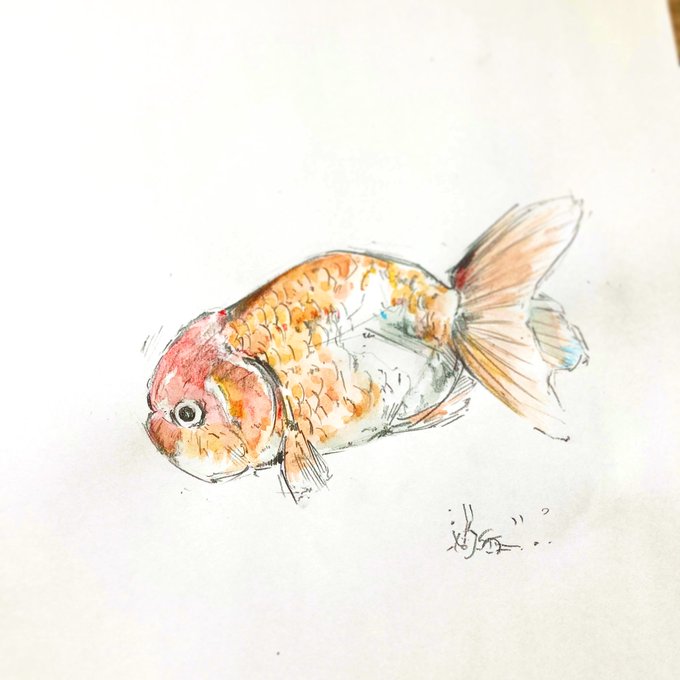「金魚」のTwitter画像/イラスト(新着)｜5ページ目