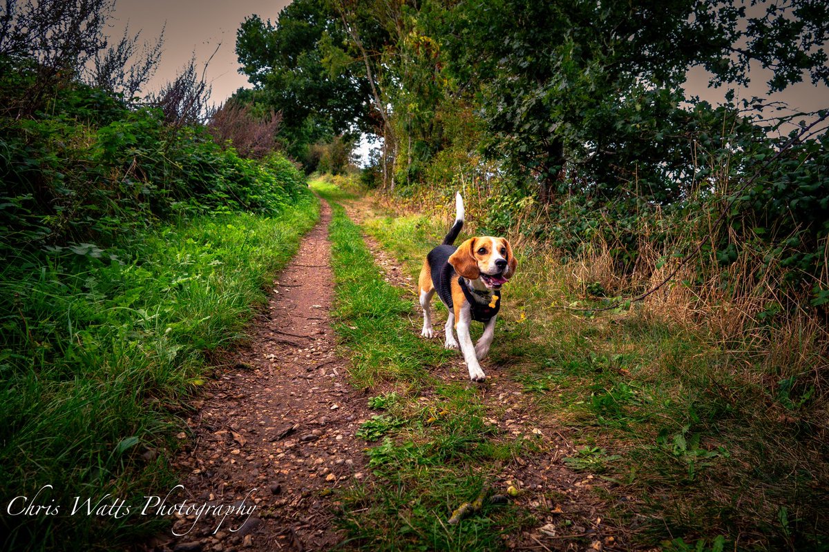 Chrisphotos19's tweet photo. #sony #sonyrx10iv #sonyphotography #dog #animal #4leggedfriend #dogs #dogsofinstagram #photo #manbestfriend #animals #lightroom #beagle #photography #photographer #animallovers #picture #doglover #lightroom https://t.co/9NRklN42m5